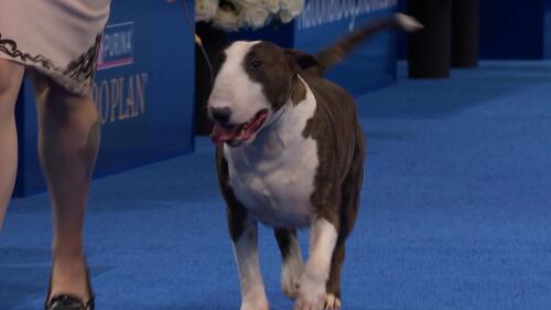 运动会策划与执行